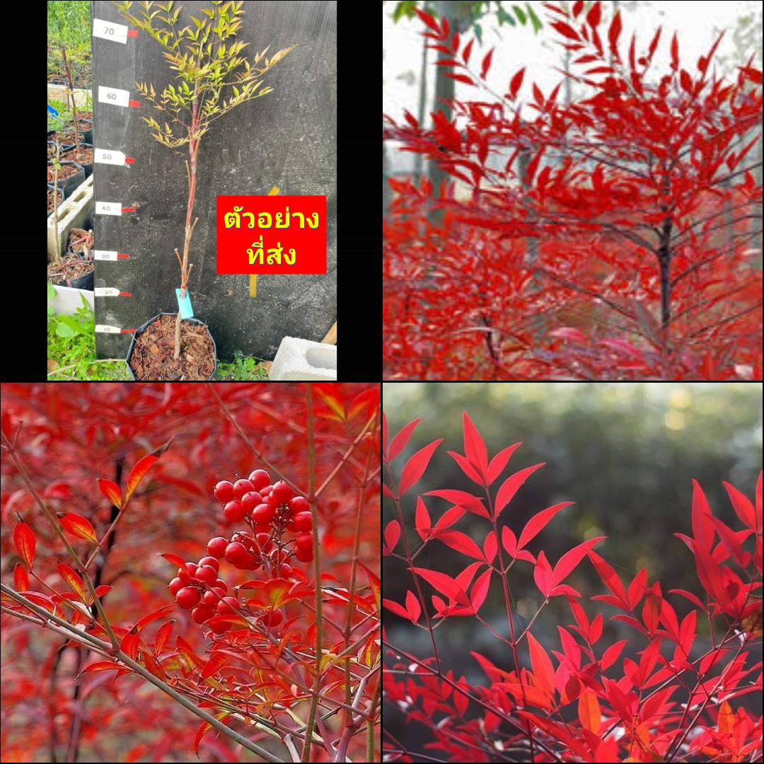 (1ต้น) ต้น ไผ่แดง ไผ่แดงจีน ไผ่สีแดง ไผ่มงคล Tianzhu Nantianzhu red Tianzhu ไผ่ประดับ / ศรัณย์รักษ์