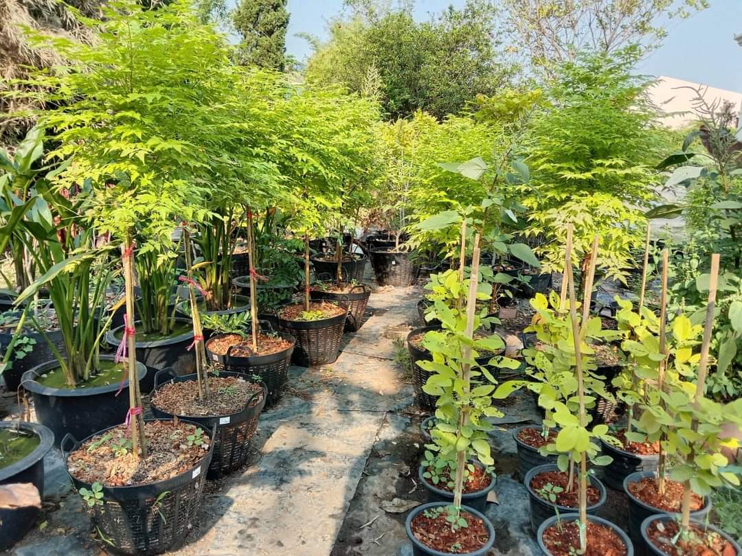 (1ต้น) ต้น เกษมณีสีทอง เมเปิ้ลเขียว เมเปิ้ลไทย Melia azedarach เลี่ยนทอง นารี เกรียน เฮี่ยน เลี่ยนดอกม่วง ลำเลี่ยน ลั้วะ โขวหนาย ขู่เลี่ยน ขู่เลี่ยนซู่ Bastard cedar, Bead tree Chaina tree Chinaball tree Persian lilac White cedar Melia azedarach L / Pongk