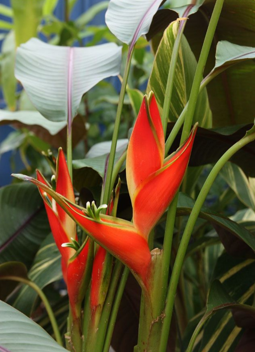 (1ต้น) ต้นทาโร่ Heliconia stricta cv Sharonii เฮลิโคเนีย heliconia / Tinutda