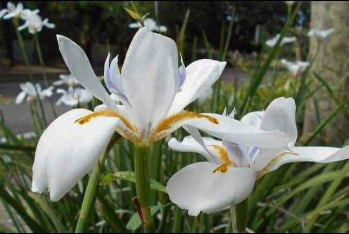 (1ต้น) ไอริสดอกขาว White Iris ไอริส ไอลิส ไอริช สี ขาว ต้นไอริส ต้นไอลิส ต้นไอริช ประภัสสร