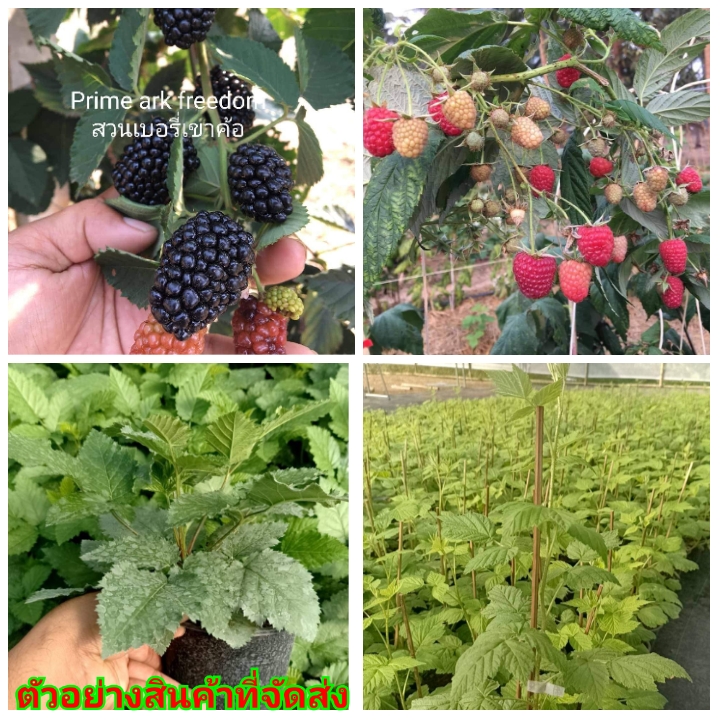 (ขาย ต้นพันธุ์) จัดเซตคู่ ราสเบอร์รี่ +แบลคเบอรี่ Raspberry blackberry สวนบนดอย