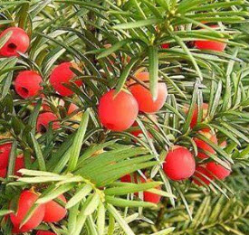 (1ต้น) ต้น สนยิว ต้นยูอังกฤษ English Yew common yew european yew Taxus baccata / ศรัณย์รักษ์