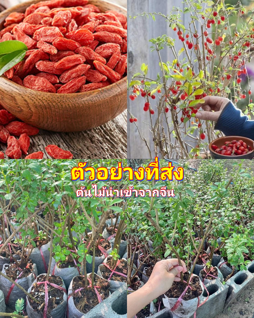 (1ต้น) ต้น เก๋ากี้ ใบเล็ก โกจิ เบอร์รี่ Goji Berry / ศรัณย์รักษ์