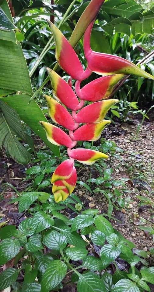 (1หน่อ)(ขาย หน่อพันธุ์) ดอก ต้น หน่อ เหง้า Heliconia rostrata TEN DAY เฮลิโคเนีย รอสตราต้า Nokair