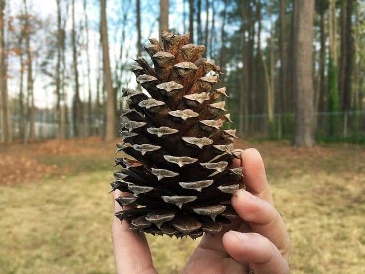 (1ต้น) ต้น ต้นสน Pinus kesiya สนสามใบ หรือ เกี๊ยะแดง สน ต้นสนสามใบ ทษณน สำเนา