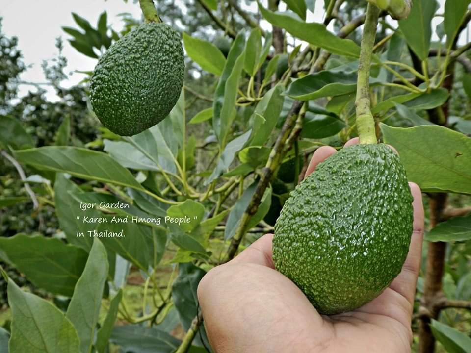 (1ต้น) ต้น อะโวกาโด้ อะโวคาโด อะโวคาโด้ พันธุ์ แฮส Hass Avocado ต้นอะโวคาโด / พิสุทธิ์