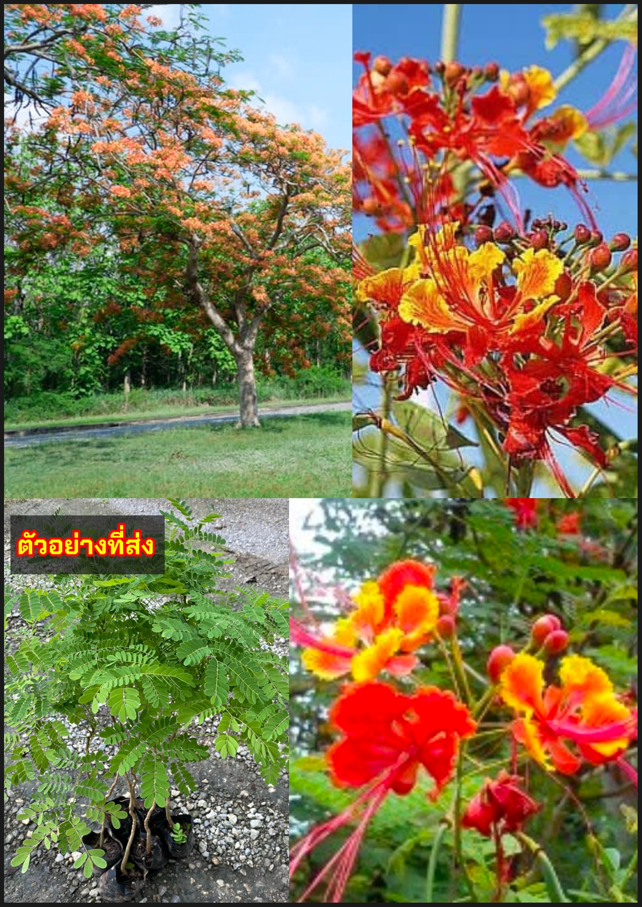 ต้นหางนกยูงไทย สีแดง ต้น หางนกยูงไทย ตันหางนกยูง Flower fence Peacock's crest Pride of Barbados / eertnom
