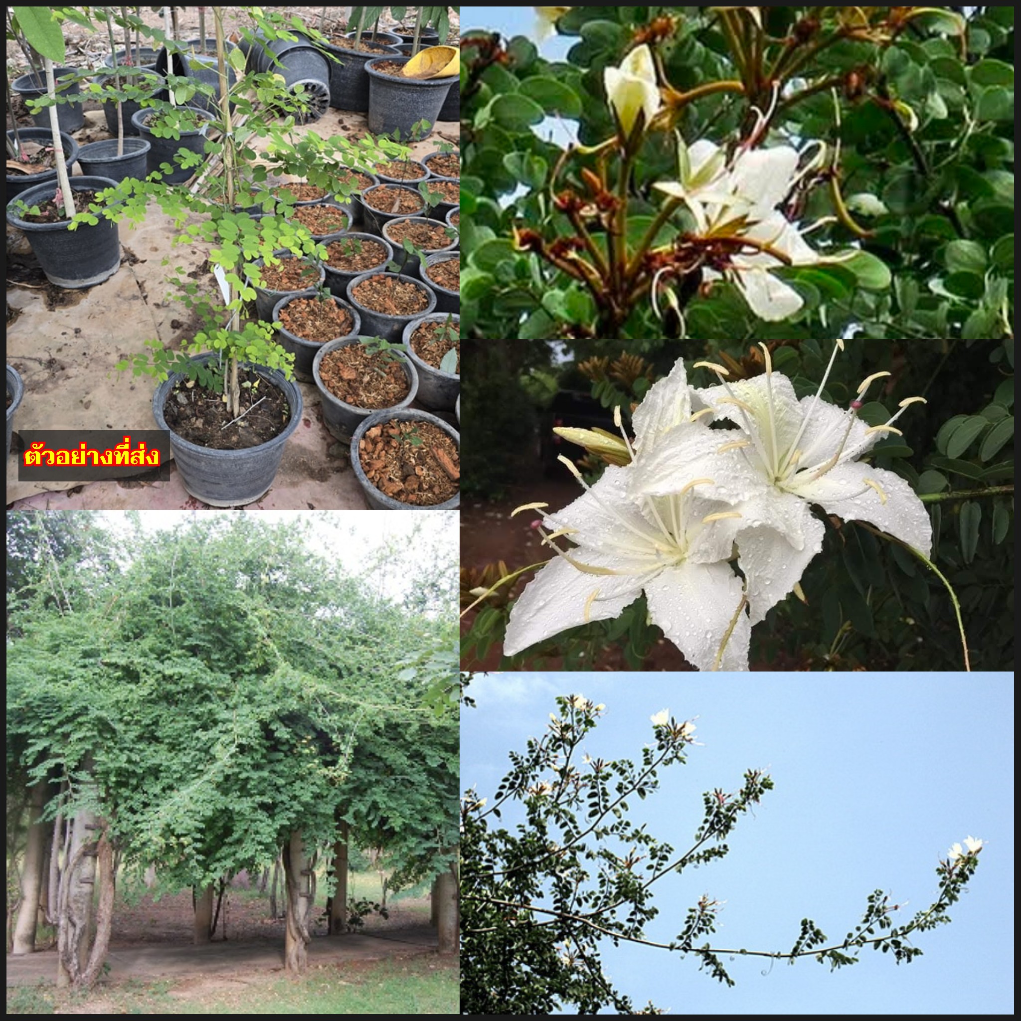 สูง 50-60cm ต้นอรพิม ตันคิ้วนาง อรพิม คิ้วนาง Thai Bauhinia winitii Craib เพาะเมล็ด / apahcin