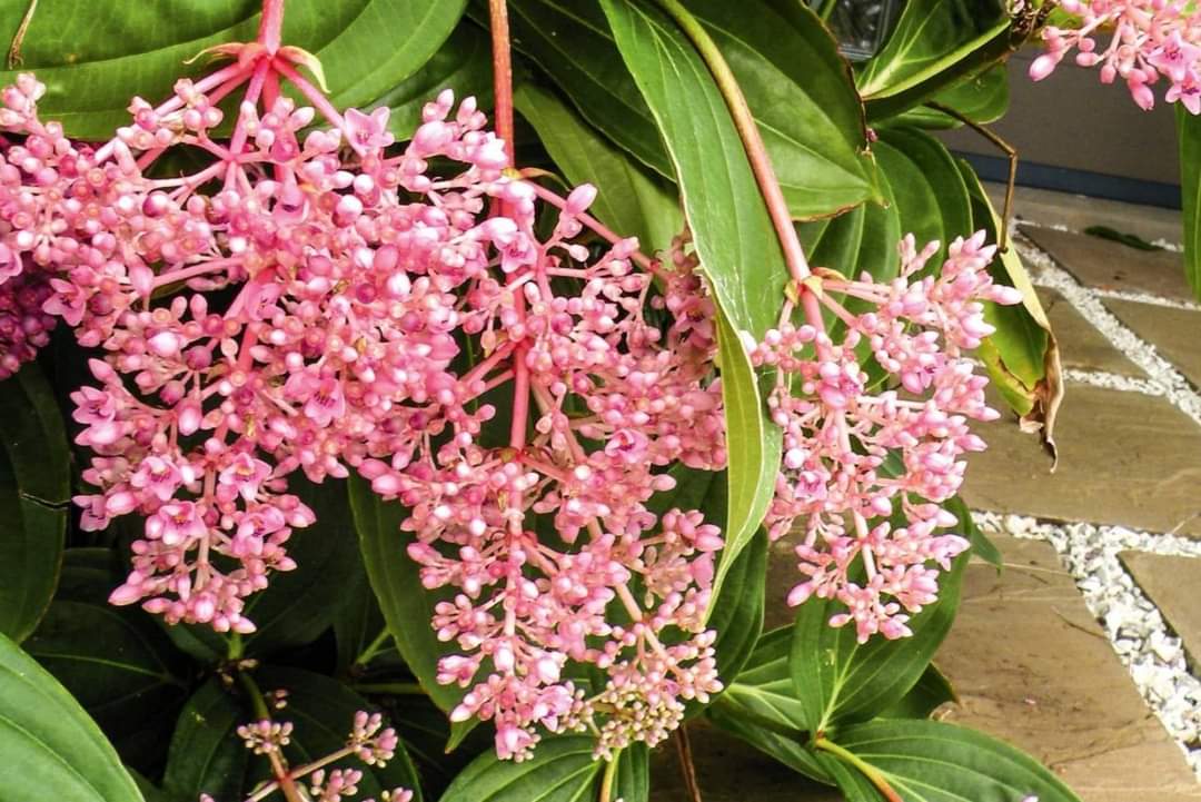 (ขาย ต้นพันธุ์) ดอก ต้น ไข่มุกอันดามัน ไข่มุก อันดามัน สี ชมพู Kanokwan