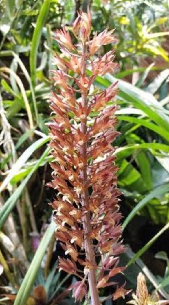 ว่านอึ่ง Eulophia macrobulbon / ahcta