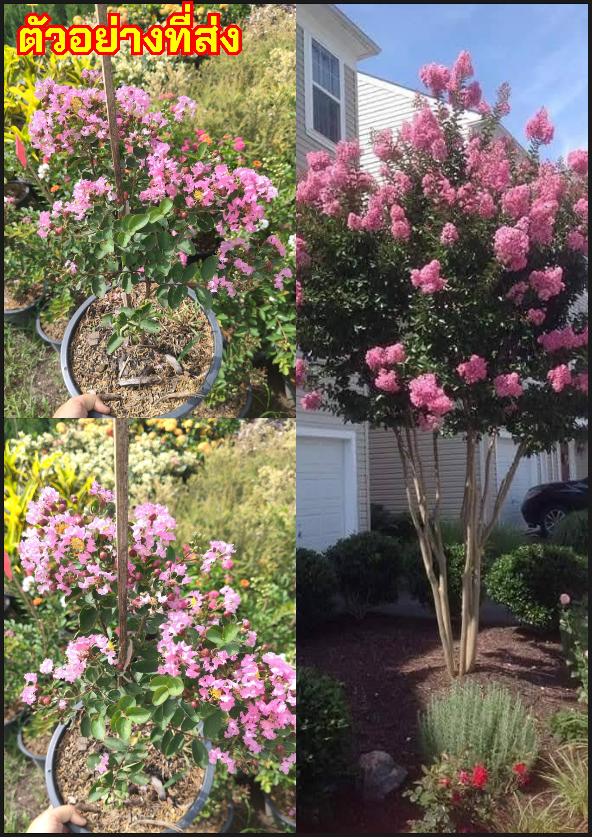 ต้นยี่เข่งแคระ ดอกสีชมพู คำฮ่อ Chinese Crape Myrtle Crape Myrtle Indian lilac / nawearp