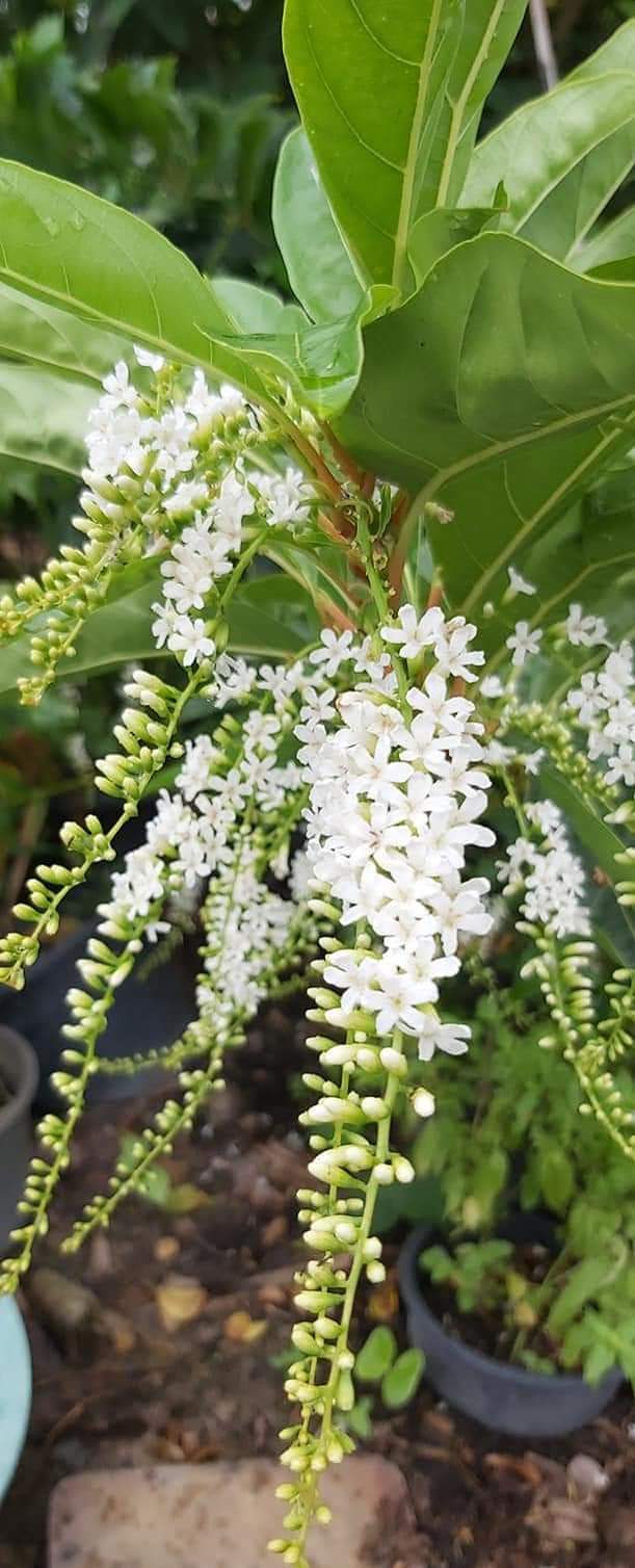 (ขาย ต้นพันธุ์) ดอก ต้น ต้นบุหงาสาหรี บุหงาสาหรี ดอกบุหงาสาหรี บุหงา สาหรี fadel