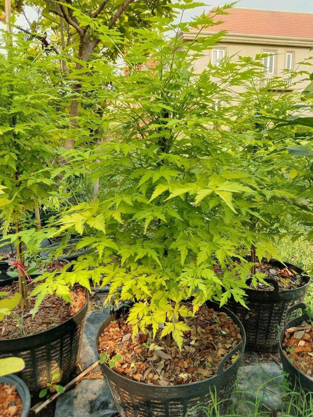 (1ต้น) ต้น เกษมณีสีทอง เมเปิ้ลเขียว เมเปิ้ลไทย Melia azedarach เลี่ยนทอง นารี เกรียน เฮี่ยน เลี่ยนดอกม่วง ลำเลี่ยน ลั้วะ โขวหนาย ขู่เลี่ยน ขู่เลี่ยนซู่ Bastard cedar, Bead tree Chaina tree Chinaball tree Persian lilac White cedar Melia azedarach L / Pongk