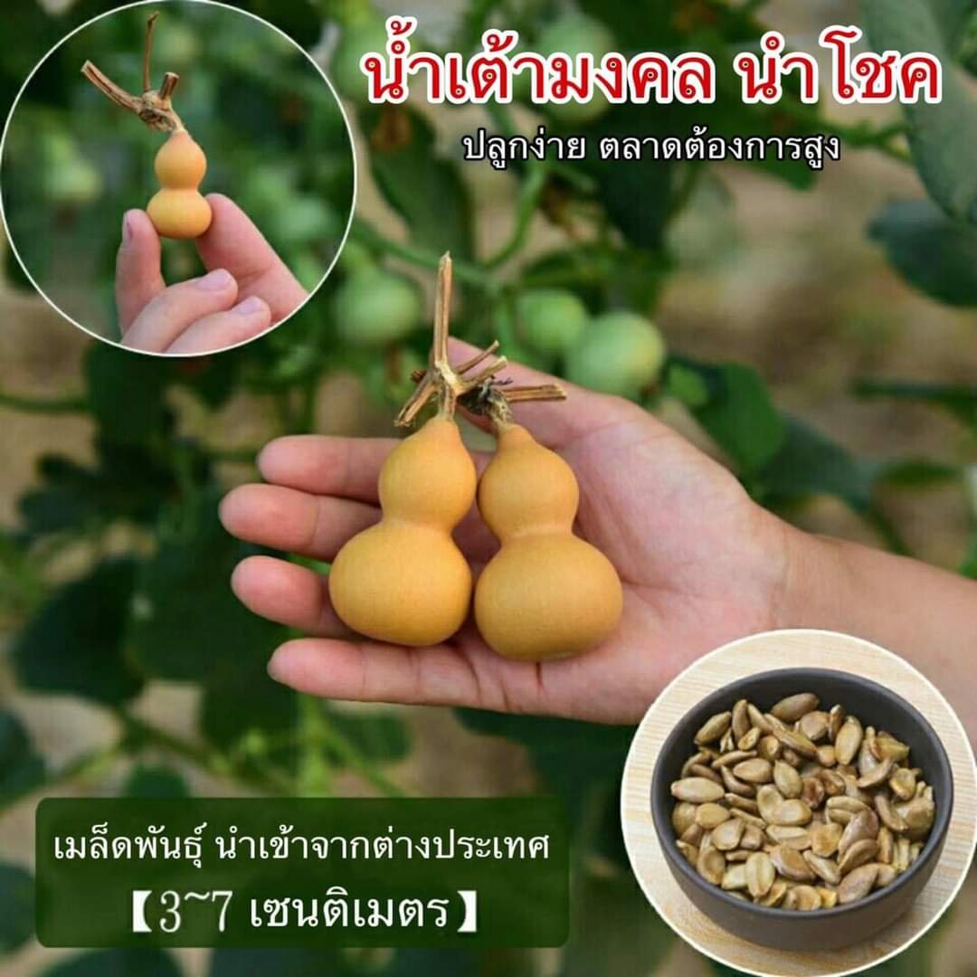 (ขาย เมล็ด ) เมล็ด น้ำเต้ามงคล นำโชค เมล็ดน้ำเต้ามงคล เมล็ดน้ำเต้า น้ำเต้า มงคล นำโชค / ส่งออก