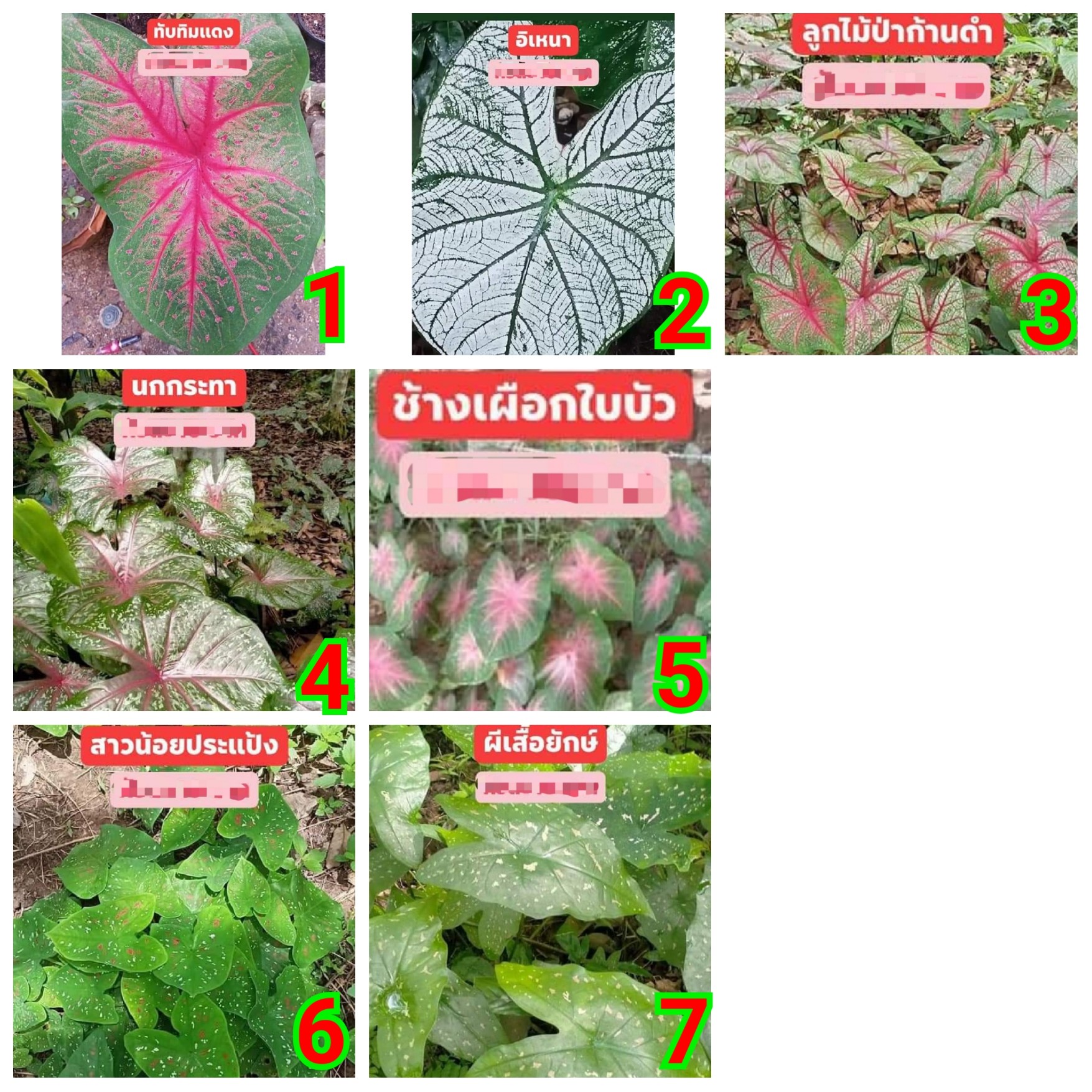 (ขาย หัวพันธุ์) ต้น หัว บอนสี บอน สี บอลสี อรญา