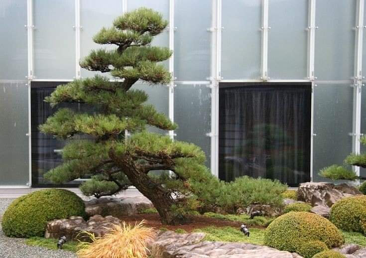 (1ต้น) ต้น ต้นสน Pinus kesiya สนสามใบ หรือ เกี๊ยะแดง สน ต้นสนสามใบ ทษณน สำเนา