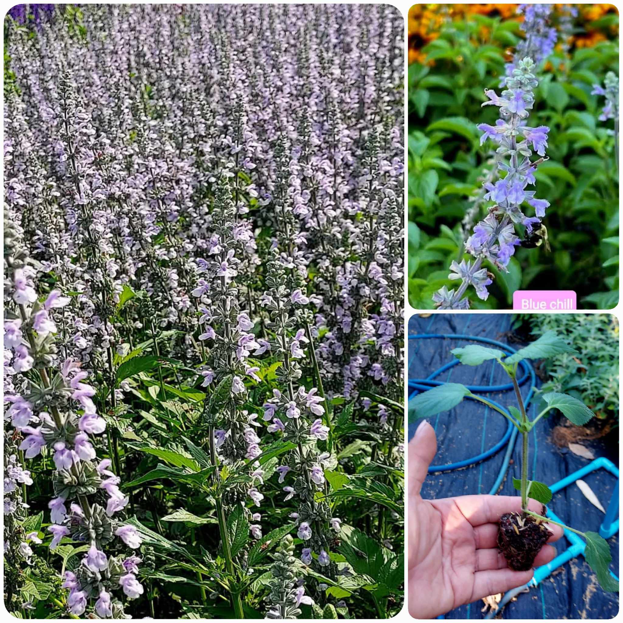 ต้นซัลเวีย ต้นซัลเวียร์ ซัลเวีย ซัลเวียร์ Amistad Salvia Anthony Parker Bog sage Ember's wishes Wendy'swishes Kiss&wishes สี ม่วง น้ำเงิน ฟ้าใส แดงส้ม แดงเข้ม ชมพู / esidarap