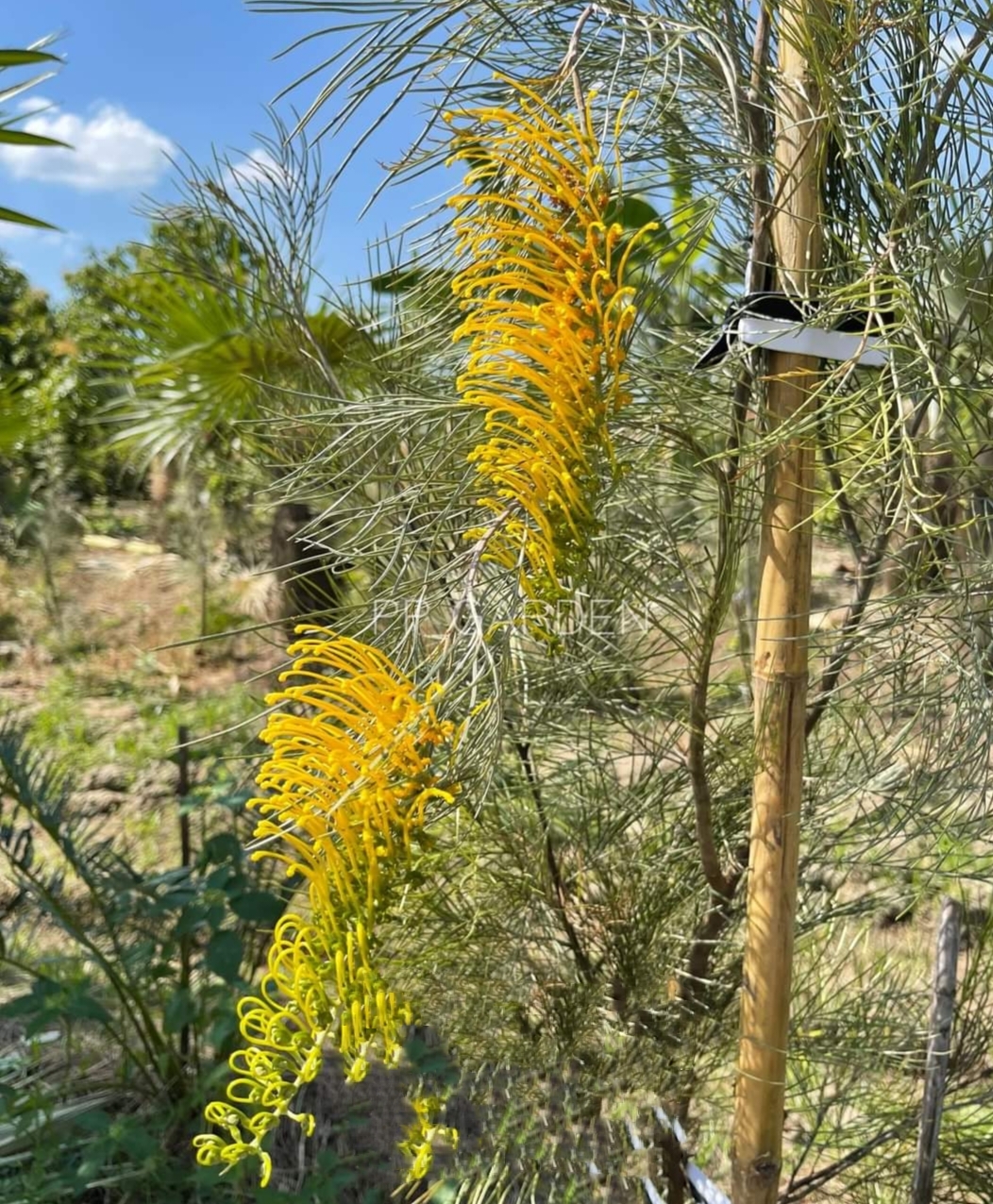 รบกวน สั่งซื้อ ผ่านไลน์ เท่านั้น (1ต้น) สูง 250cm ต้น สนเกรวิลเลีย Grevillea Bush Lemons yellow กรีวิเลีย บุช เลมอน ดอก สีเหลือง Sakphong