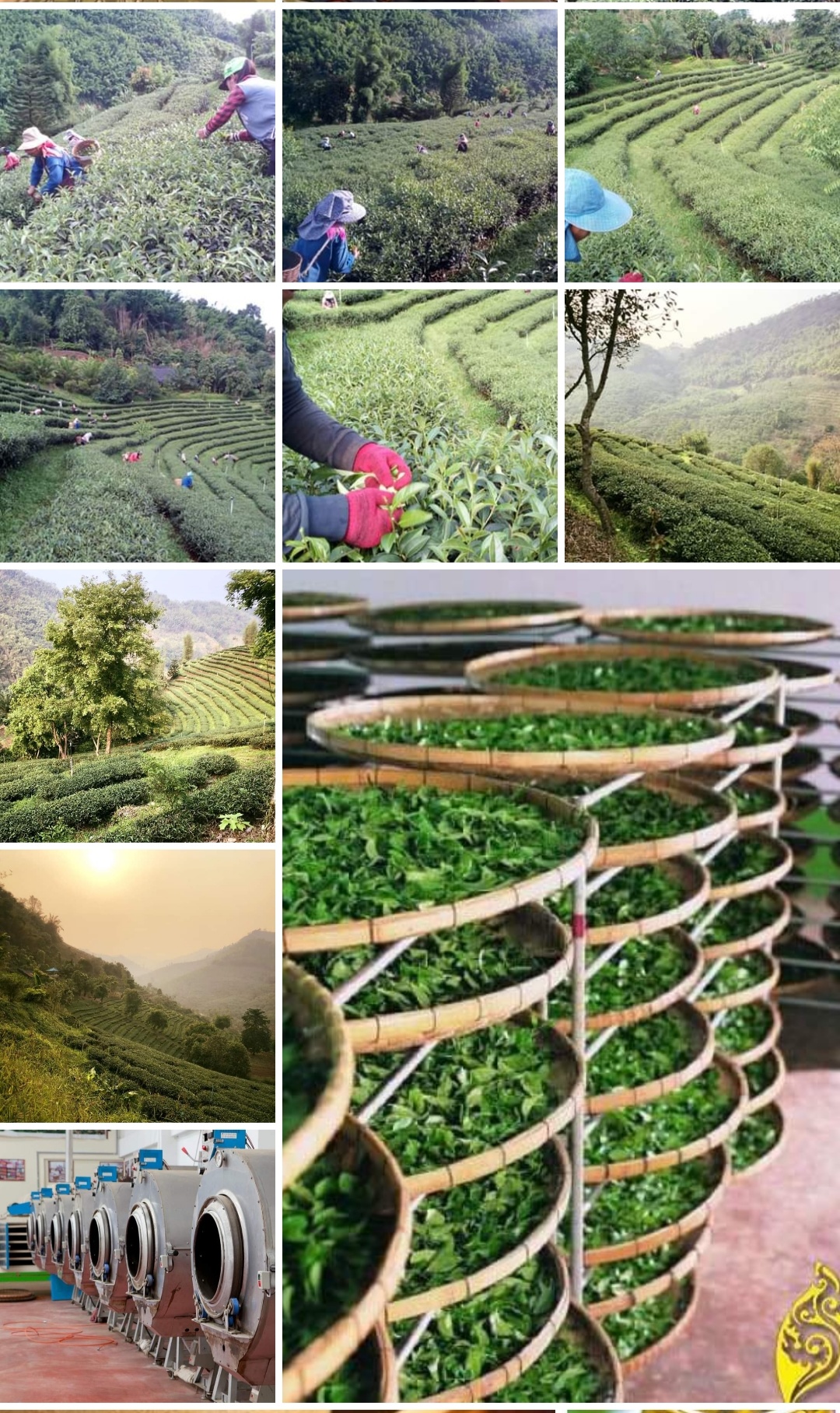 รวม16 รายการให้เลือก ชาอู่หลง จากดอยแม่สลอง ชาอูหลง oolong tea เจียวกู่หลาน ชาเขียวมัทฉะ ดอกเก็กฮวย matcha green tea