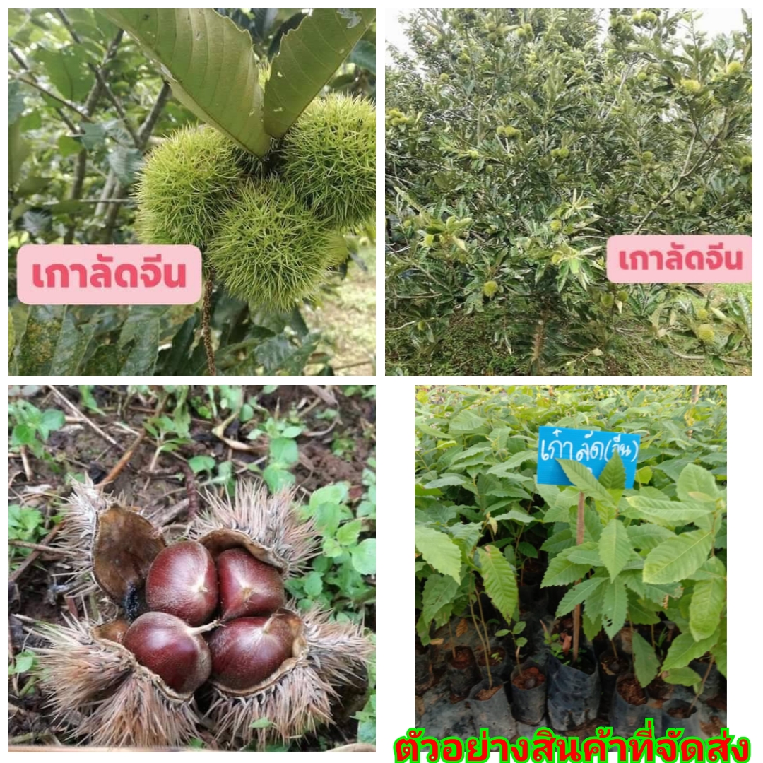 (1ต้น) (ขาย ต้นพันธุ์) ต้น ต้นเกาลัดจีน พันธุ์ วาวี เบอร์ 2 เกาลัด จีน ลูก ผล Chestnut tree เบนซ์