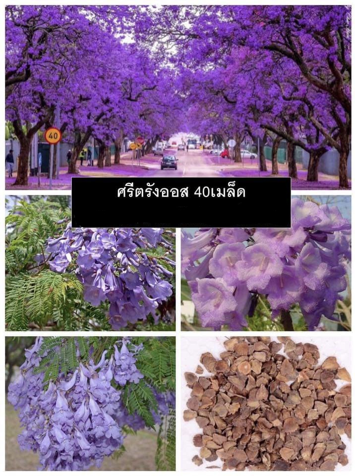 (จำหน่าย เมล็ด) ศรีตรังฮอส ต้นศรีตรังฮอส ดอกศรีตรังฮอส ต้น ศรีตรังฮอส huawan