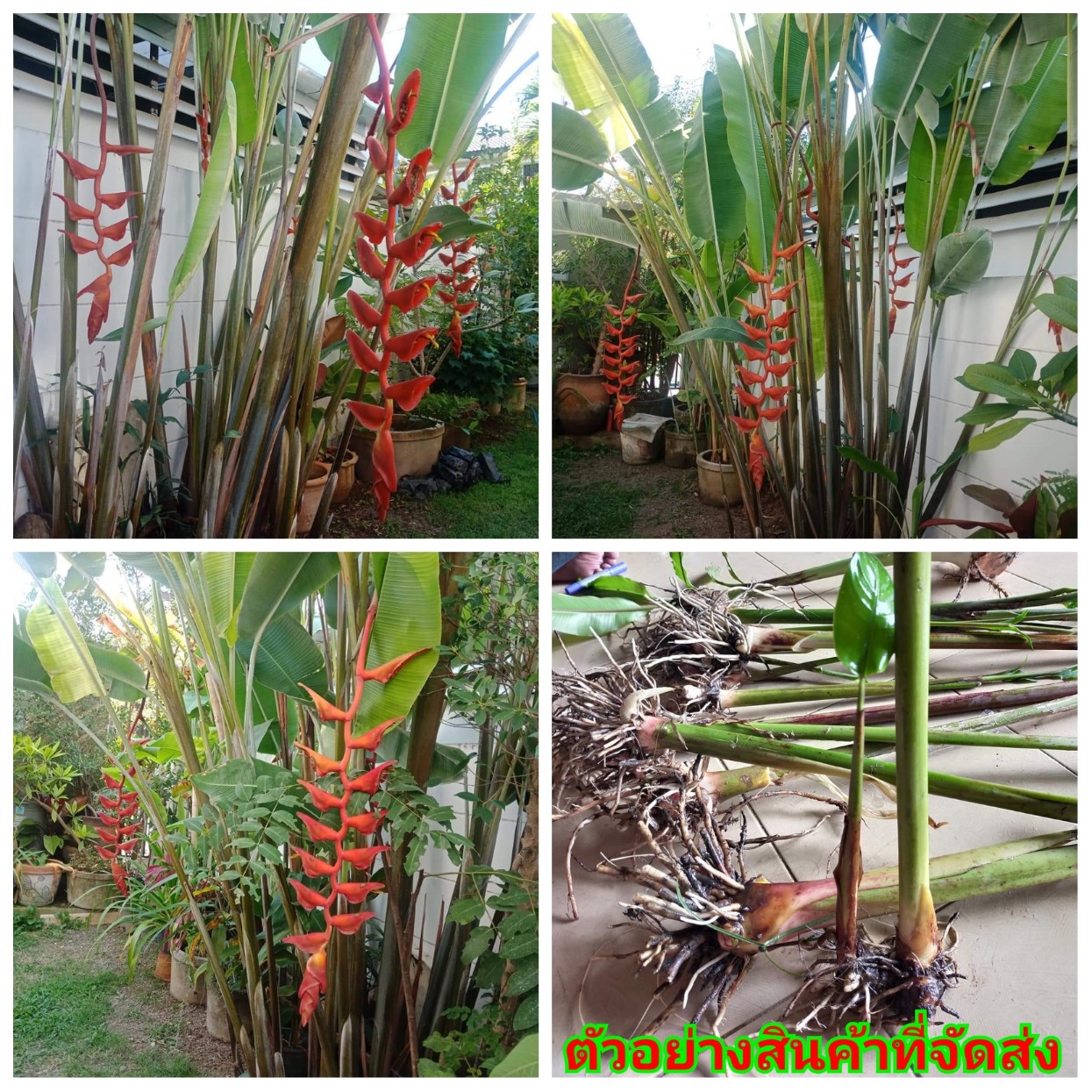 (1หน่อ) (ขาย เหง้าพันธุ์) เอ็กเซลซ่า ( heliconia excelsa ) ต้นเฮลิโคเนีย ต้น เฮลิโคเนีย Heliconia heliconia ต้น ดอก เหง้า เอ็กเซลซ่า Nokair
