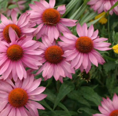 (1ต้น) ต้น เอ็คไคนาเซีย Echinacea ต้นเอ็คไคนาเซีย / Paradise