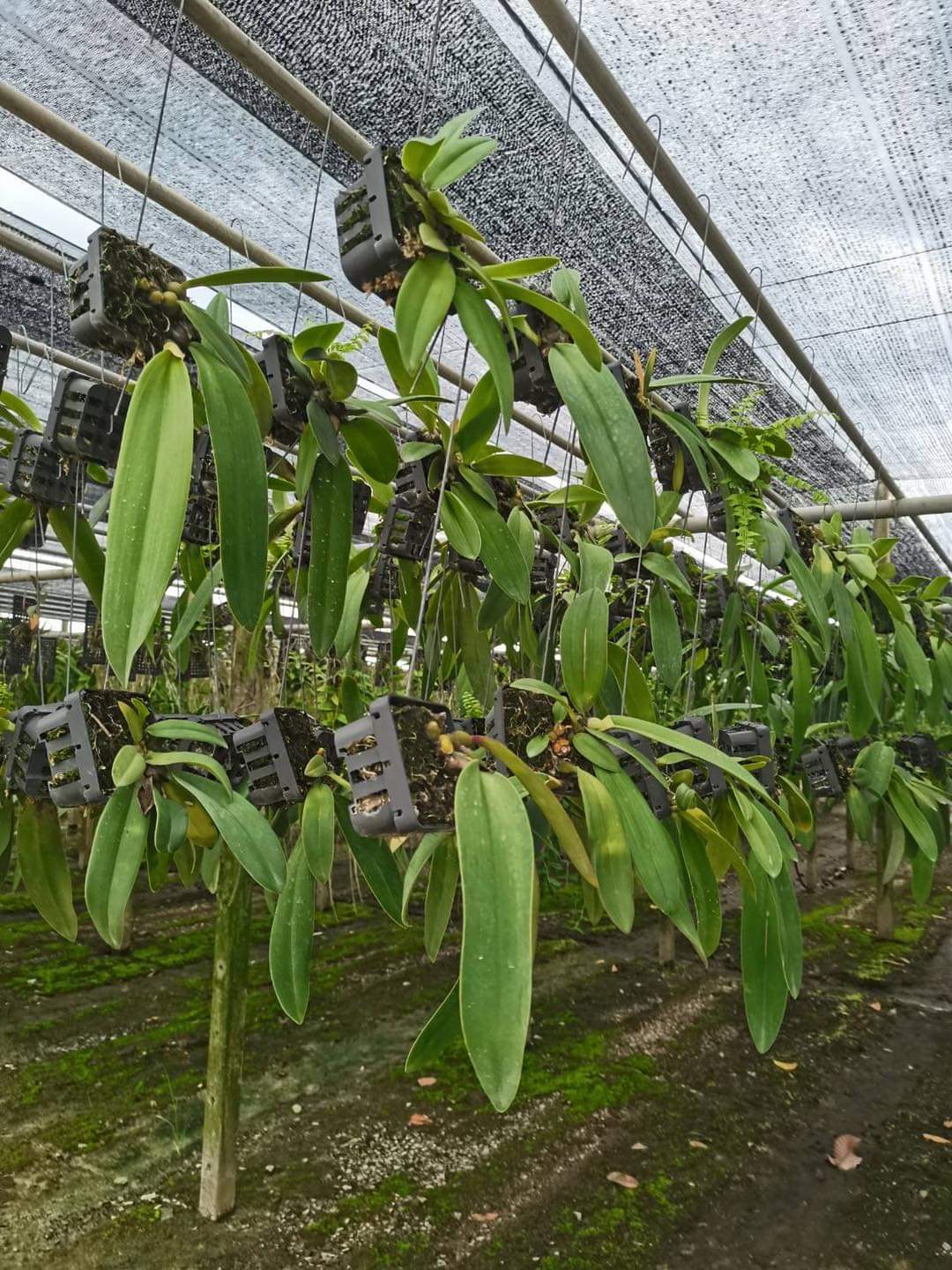 (1กอ)(ขาย ต้นพันธุ์) ดอก ต้น สิงโตฟาแลน ไม้ดึกดำบรรพ์ bulbophyllum phalaenopsis เอื้อง กล้วยไม้ orchidery