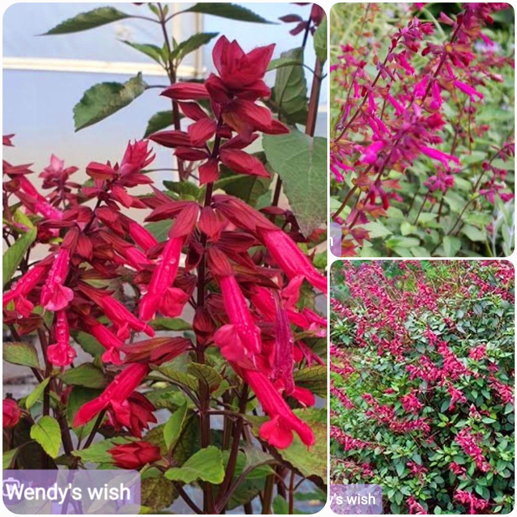 ต้นซัลเวีย ต้นซัลเวียร์ ซัลเวีย ซัลเวียร์ Amistad Salvia Anthony Parker Bog sage Ember's wishes Wendy'swishes Kiss&wishes สี ม่วง น้ำเงิน ฟ้าใส แดงส้ม แดงเข้ม ชมพู / esidarap