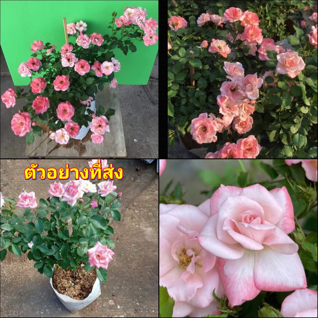(1ต้น) ดอก ต้น กุหลาบ ซากุระ ทาคุมิ ซากุระทาคุมิ Sakura Takumi rose buncha