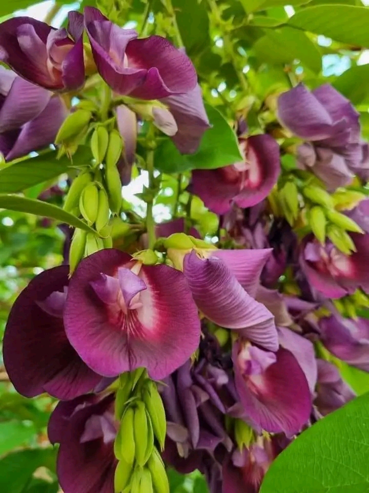 (1ต้น) ต้น สูง 40-50cm เพาะจากเมล็ด คลิทอเรีย อัญชันต้น ดอกช่อม่วง CLITORIA FAIRCHILDIANA อัญชัน / Navin