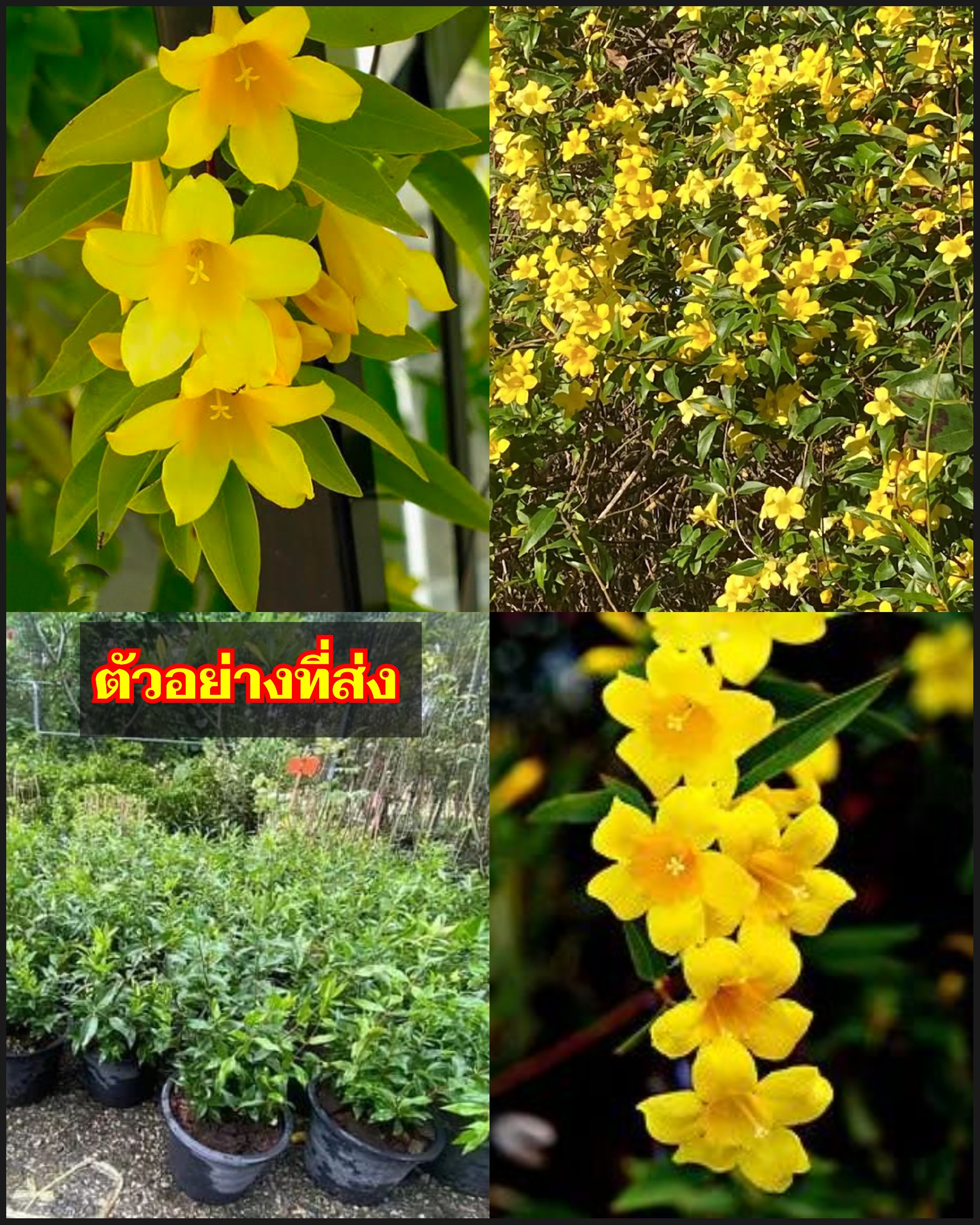 ต้นมะลิเหลือง ต้นมะลิคาโรไลนา Carolina yellow jessamine ต้น มะลิเหลือง มะลิคาโรไลนา / nivan