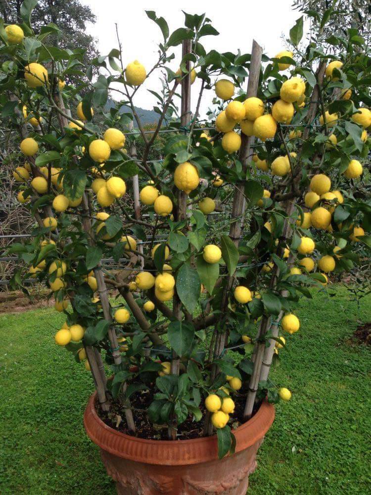 (2ต้น) ต้น มะนาวเลม่อน ยูเรก้า ต้นมะนาวยูเรก้า มะนาว ยูเรก้า Eureka Lemon มะนาว เลมอน ยูเรก้า / happy