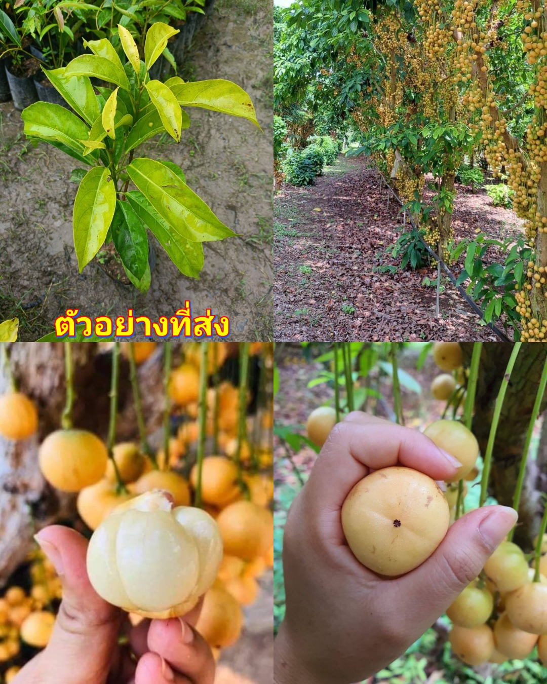 (2ต้น) ชำกิ่ง ต้น มะไฟทองสยาม ลูกใหญ่ ผลดก มะไฟ ต้นมะไฟ happy