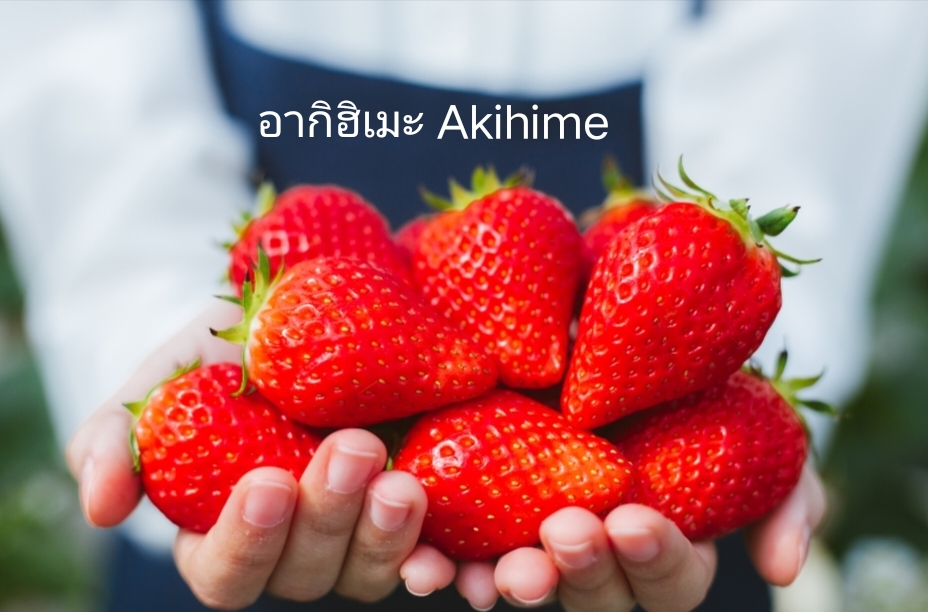 มี 17 สายพันธุ์ ต้น สตอเบอรี่ ต้นสตอเบอรี่ strawberry tree อากิฮิเมะ Akihime Aromas AE Angel Eight fronteras พิมพ์วรัตน์ พิ้งค์รูบี้ กาซาน่า Gasana Favette สวีทชาลี sweetcharlie Flavia from Italy Eweebreed แพรวา ดอกชมพู ราบิด้าพิ้ง Rabida Pink อเมริกันจัม