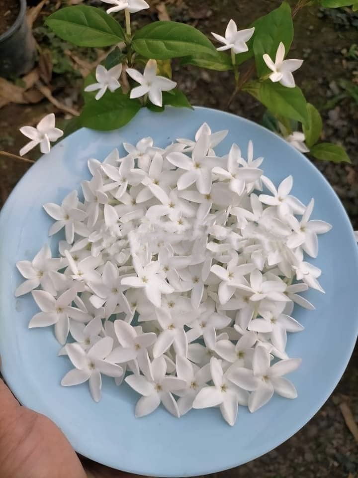 (1ต้น) ต้น เขี้ยวกระแต ต้นเขี้ยวกระแต / พงษ์วริษฐ์