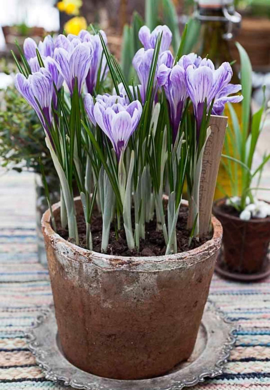 (1หัว) หญ้าฝรั่น หญ้า ฝรั่น ( ฝะหรั่น ) หรือเรียกว่า Saffron Crocus / ศรัณย์รักษ์