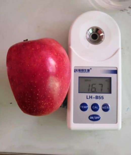 ต้น เสียบยอด สูง 50-60cm แอปเปิ้ล ต้นแอปเปิ้ล เนื้อแดง เซียงเฟย 红色香妃 Apple tree / klisnus