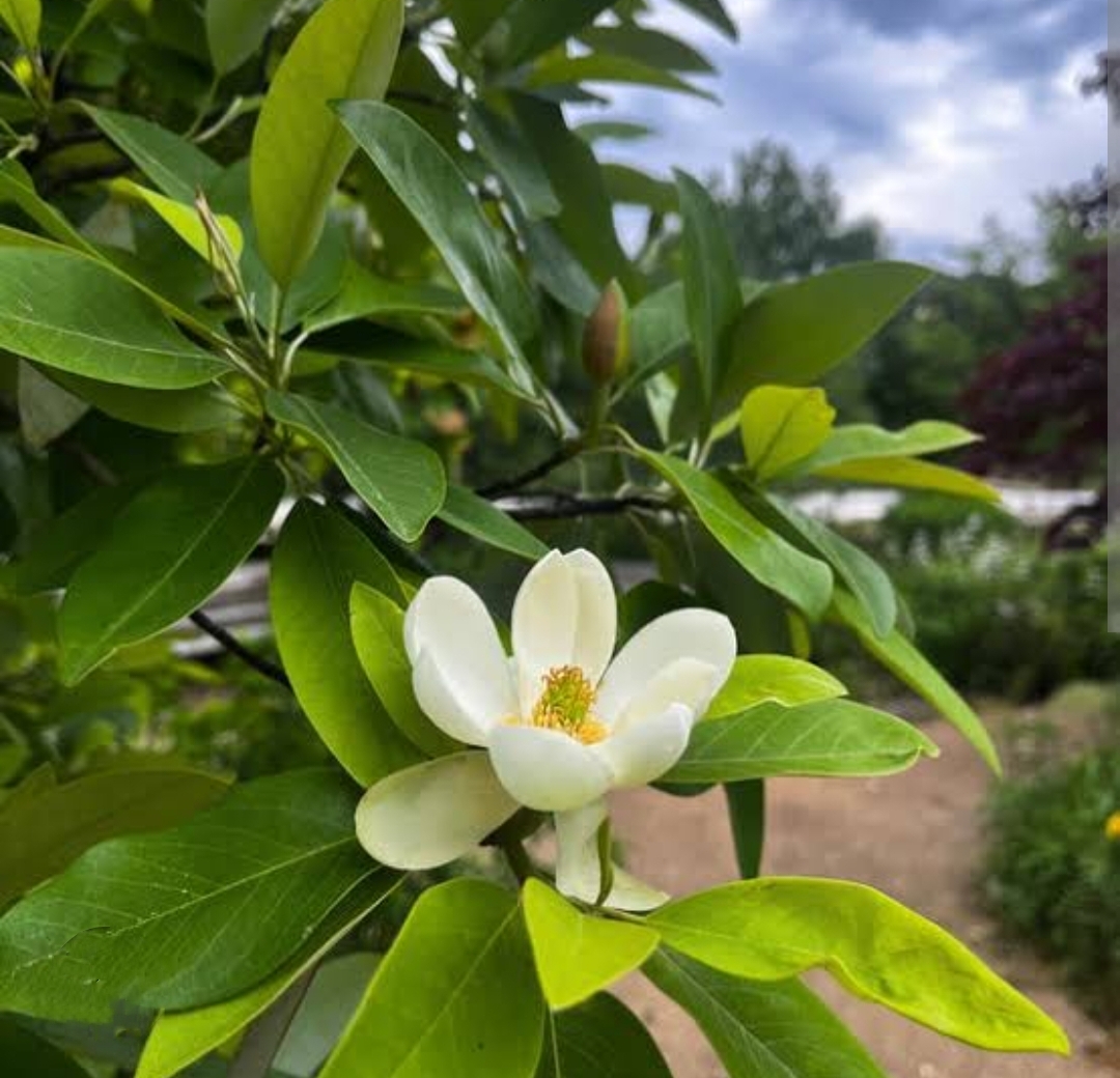 แมกโนเลียเวอร์จิเนียน่า Magnolia virginiana สวีทเบย์ แมกโนเลีย Sweetbay Magnolia / apahcin /nivan