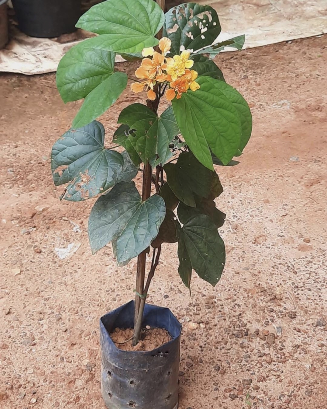 ต้นโยทะกาเลื้อย ระย้าย้อย หรือ เถาไฟ Bauhinia integrifolia Roxb. Phanera integrifolia Benth / eedwattan