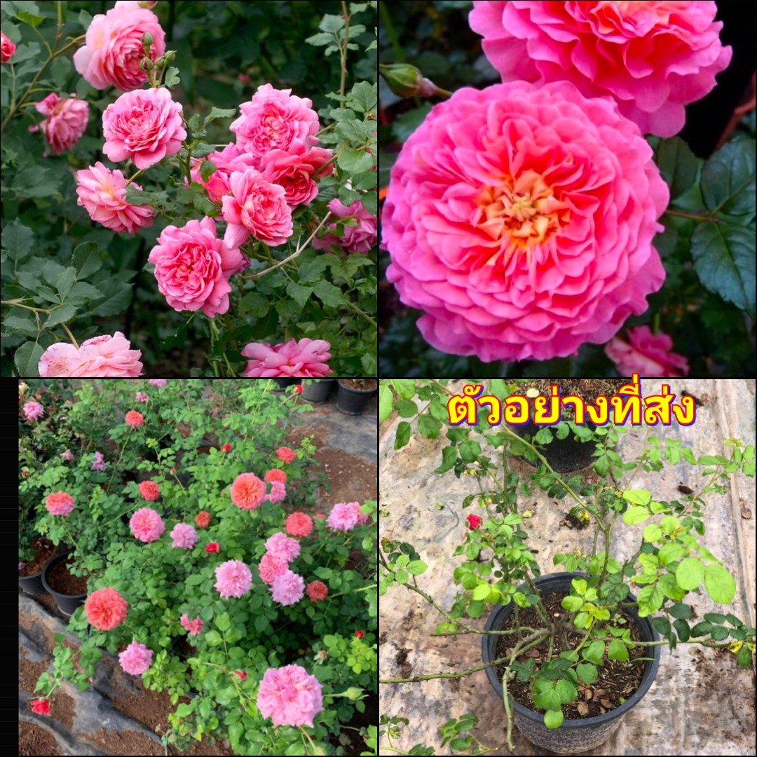 (1ต้น) ดอก ต้น กุหลาบ คริสโตเฟอร์มาโล Christopher Marlowe rose buncha