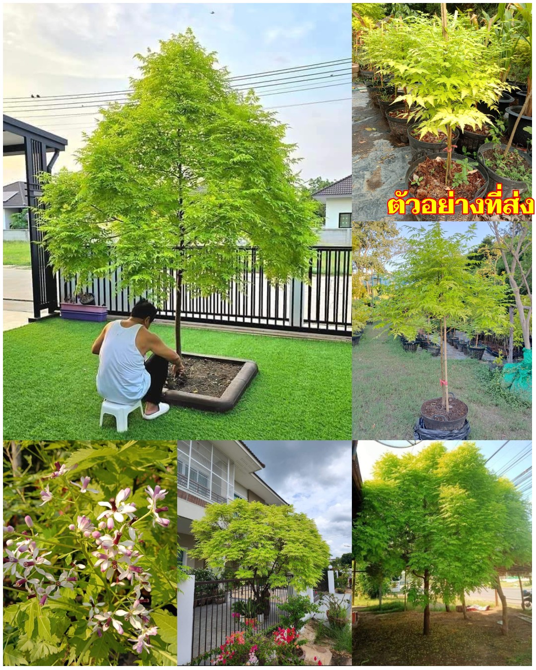 (1ต้น) ต้น เกษมณีสีทอง เมเปิ้ลเขียว เมเปิ้ลไทย Melia azedarach เลี่ยนทอง นารี เกรียน เฮี่ยน เลี่ยนดอกม่วง ลำเลี่ยน ลั้วะ โขวหนาย ขู่เลี่ยน ขู่เลี่ยนซู่ Bastard cedar, Bead tree Chaina tree Chinaball tree Persian lilac White cedar Melia azedarach L / Pongk