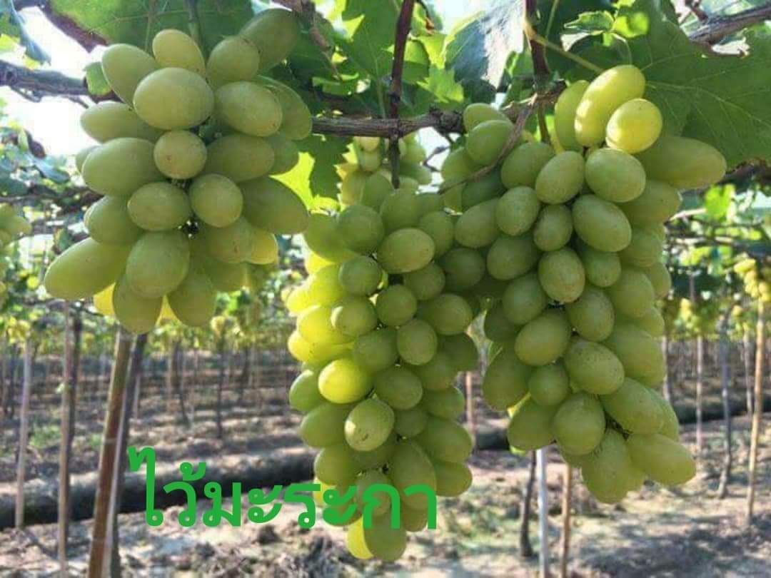 (1ต้น) ต้น องุ่น ต้นองุ่น แบบ กิ่งตอน และ แบบตอ Grapevine grape ไวท์มะละกา แบล็คโอปอร์ ไซมัสคัส ไวท์เฟรมซีดเรท รูดพอเรด บิวตี้ เฟลม คามีนัล คริมสัน ซีดเรท แรมโป้ rembo นิ้วแม่มด สการ์ล๊อตตาร์ ไวกิ้ง / Bunnapawong