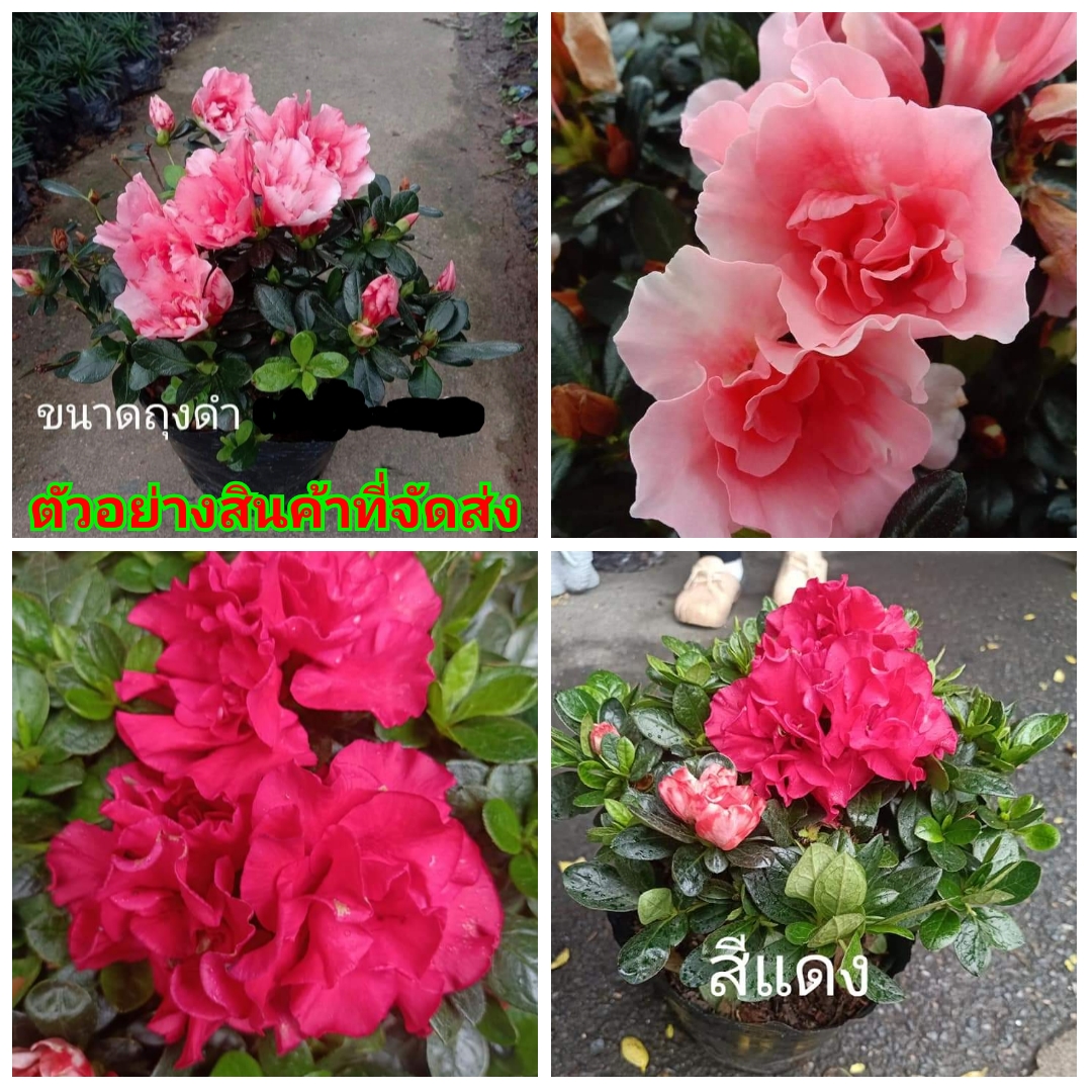 (ขาย ต้นพันธุ์) มี2สีให้เลือก ดอก ต้น ต้นกุหลาบพันปี สี โอโรส และ สี แดง fadel A thousand roses