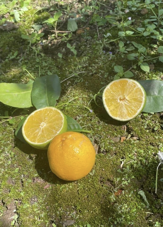 (1กิ่งตอน) ต้น มะนาวพื้นเมือง ประเทศอิตาลี Native Italian lemon / pisut