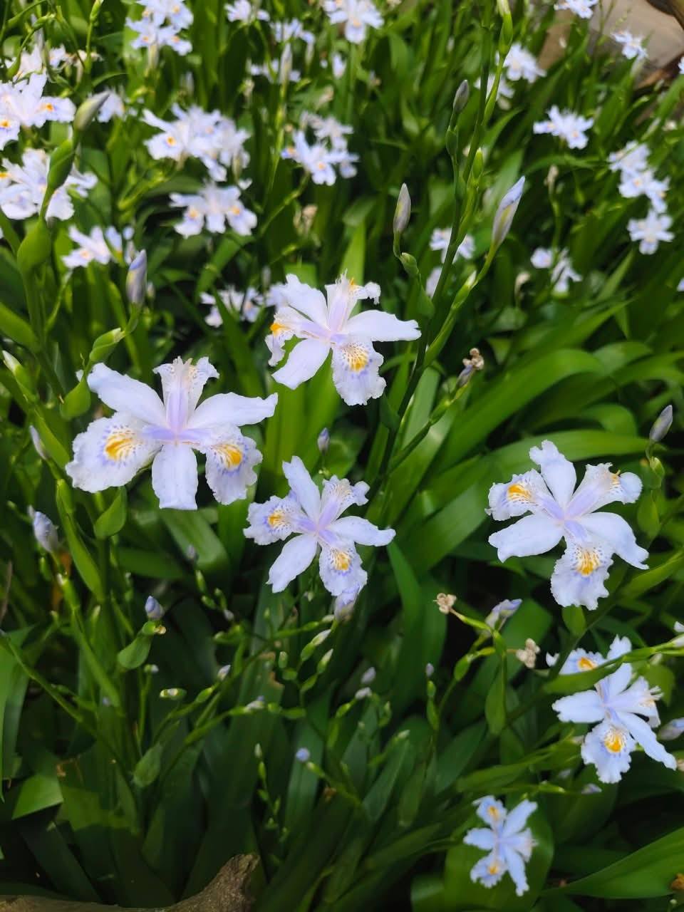 ต้นไอริสภูเขา ต้นไอริสยา ไอริสภูเขา ไอริสยา ต้นไอริส ภูเขา 扁竹兰 Iris confusa Sealy / klisnus