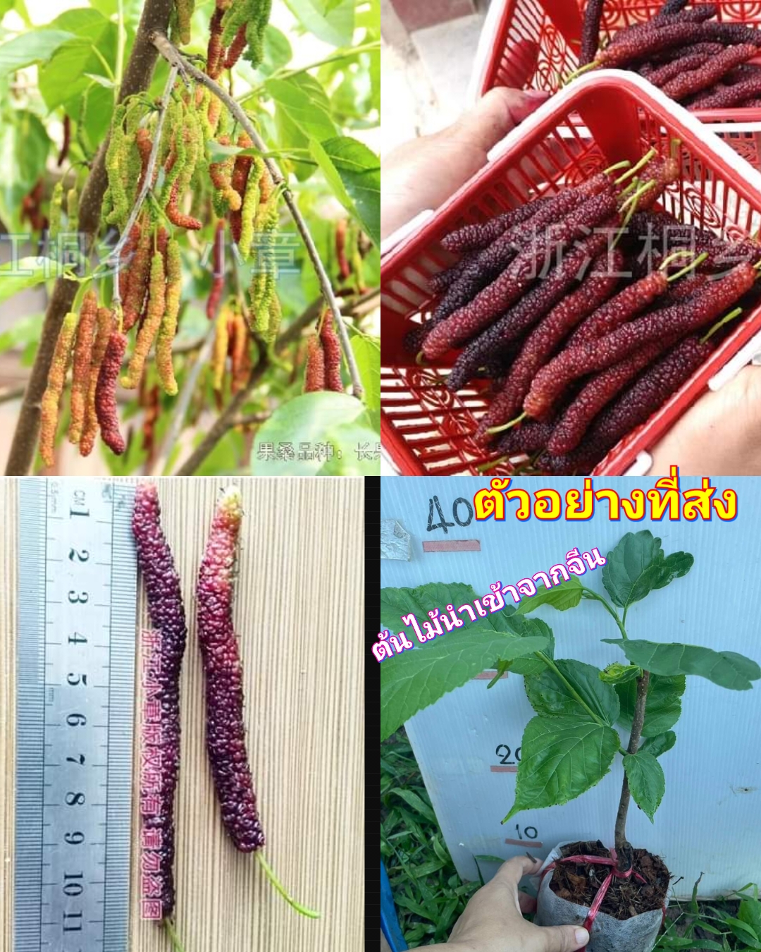 (1ต้น) ต้น หม่อนใต้หวัน หม่อนไต้หวัน เสียบยอด / ศรัญลักษณ์