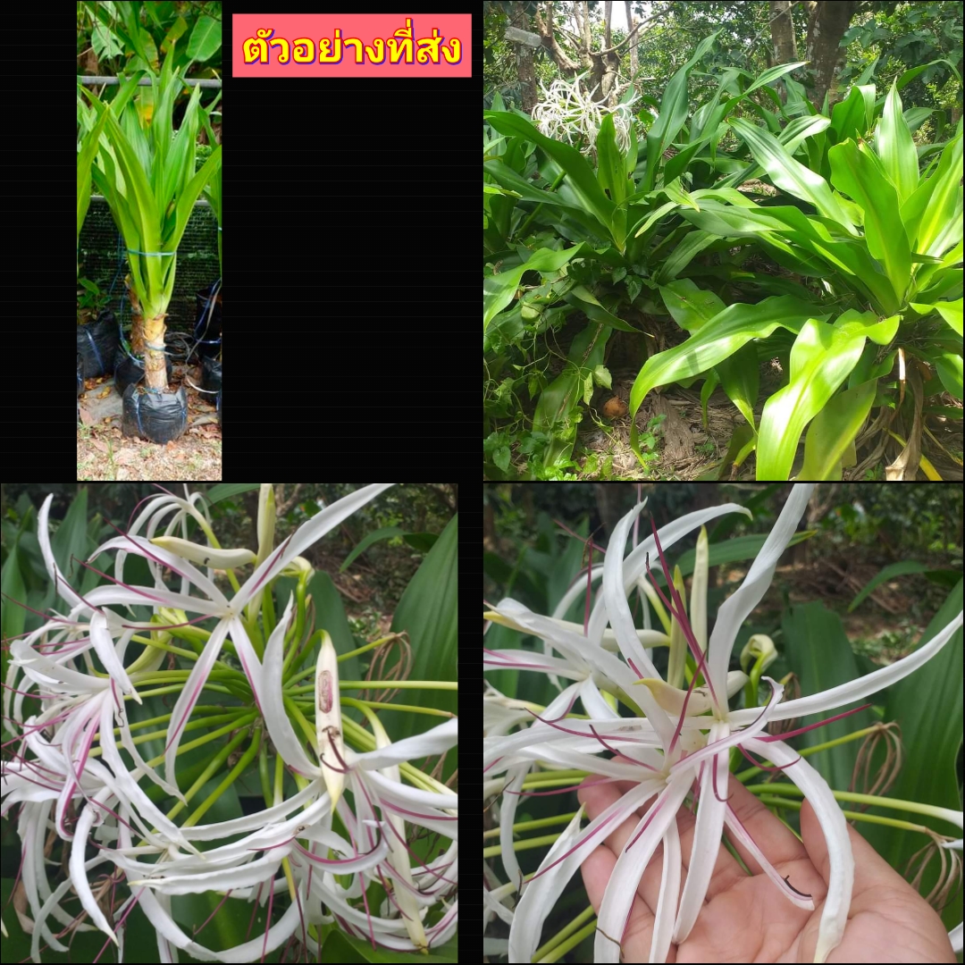 (1ต้น) ต้น ดอก ต้นพลับพลึง ต้นพลับพลึงยักษ์ พลับพลึง ยักษ์ สี ขาว Tinutda / nrossaparp สำเนา
