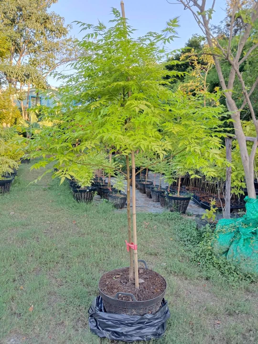 (1ต้น) ต้น เกษมณีสีทอง เมเปิ้ลเขียว เมเปิ้ลไทย Melia azedarach เลี่ยนทอง นารี เกรียน เฮี่ยน เลี่ยนดอกม่วง ลำเลี่ยน ลั้วะ โขวหนาย ขู่เลี่ยน ขู่เลี่ยนซู่ Bastard cedar, Bead tree Chaina tree Chinaball tree Persian lilac White cedar Melia azedarach L / Pongk