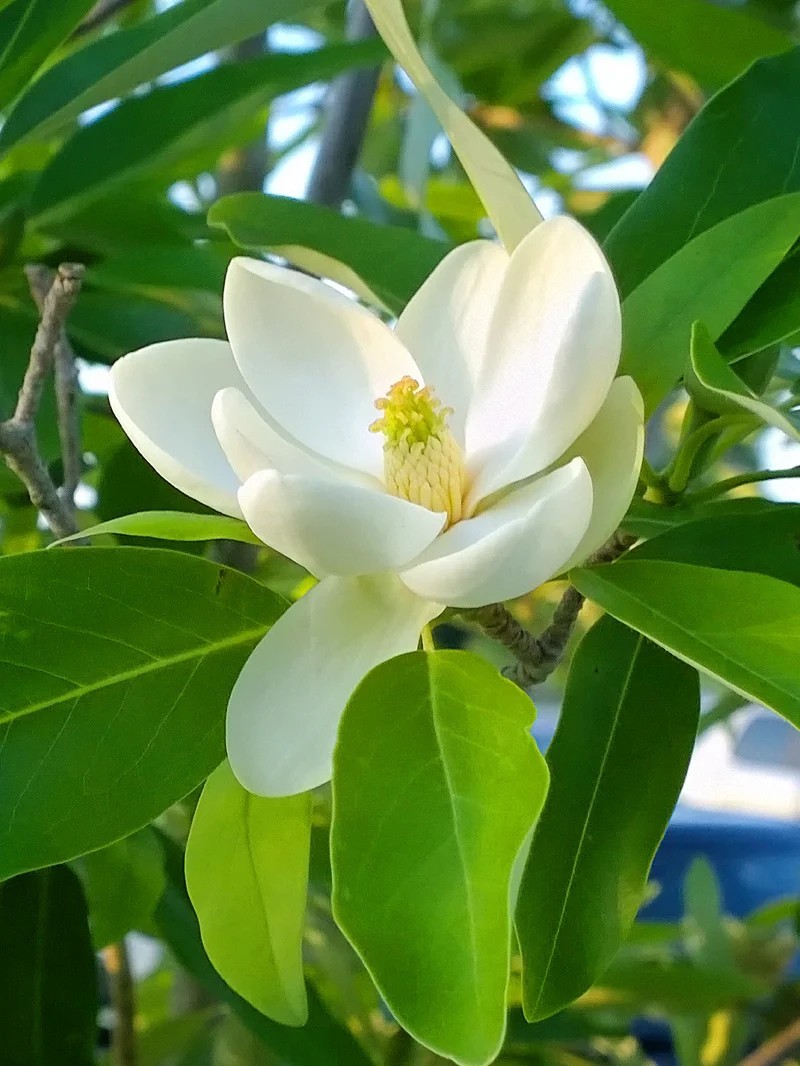 แมกโนเลียเวอร์จิเนียน่า Magnolia virginiana สวีทเบย์ แมกโนเลีย Sweetbay Magnolia / apahcin /nivan